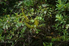 Caesalpinia cucullata